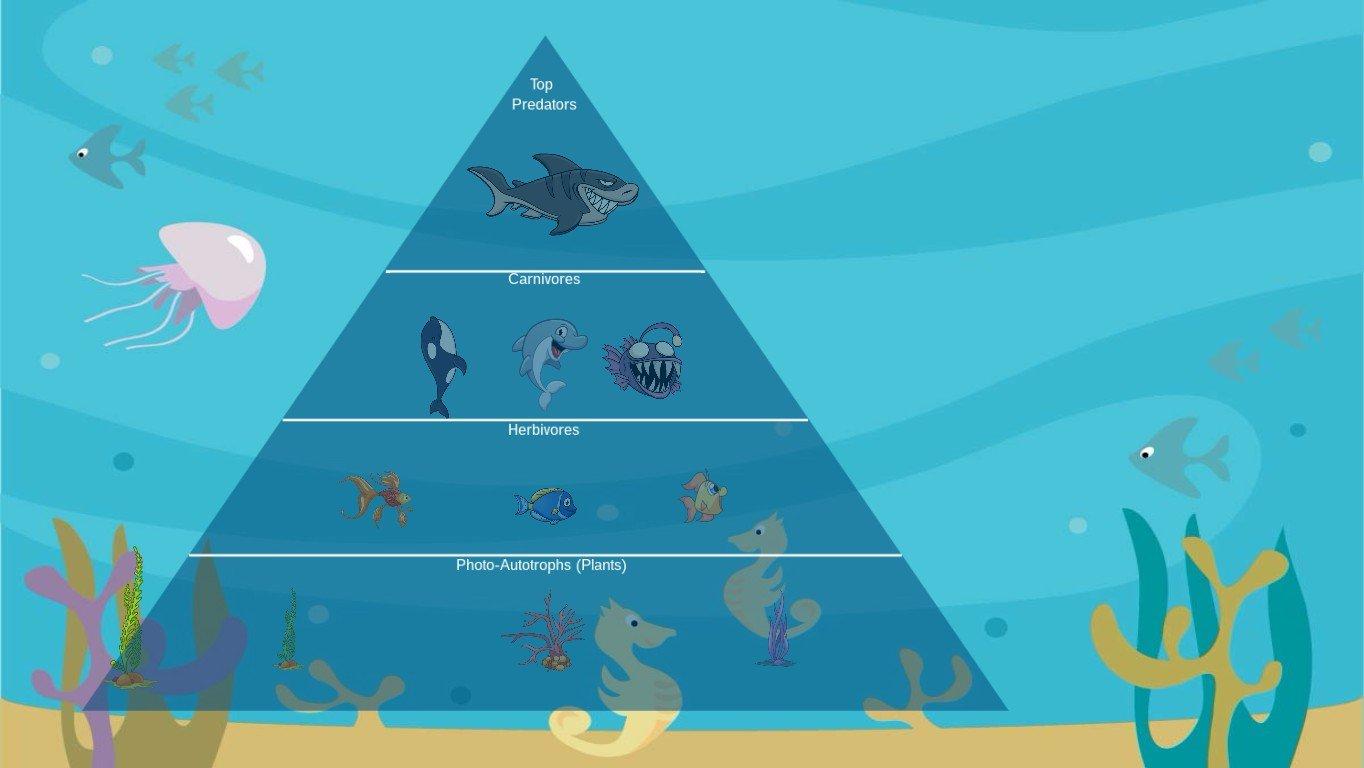 Ocean Ecological Pyramid - TEMPLATE