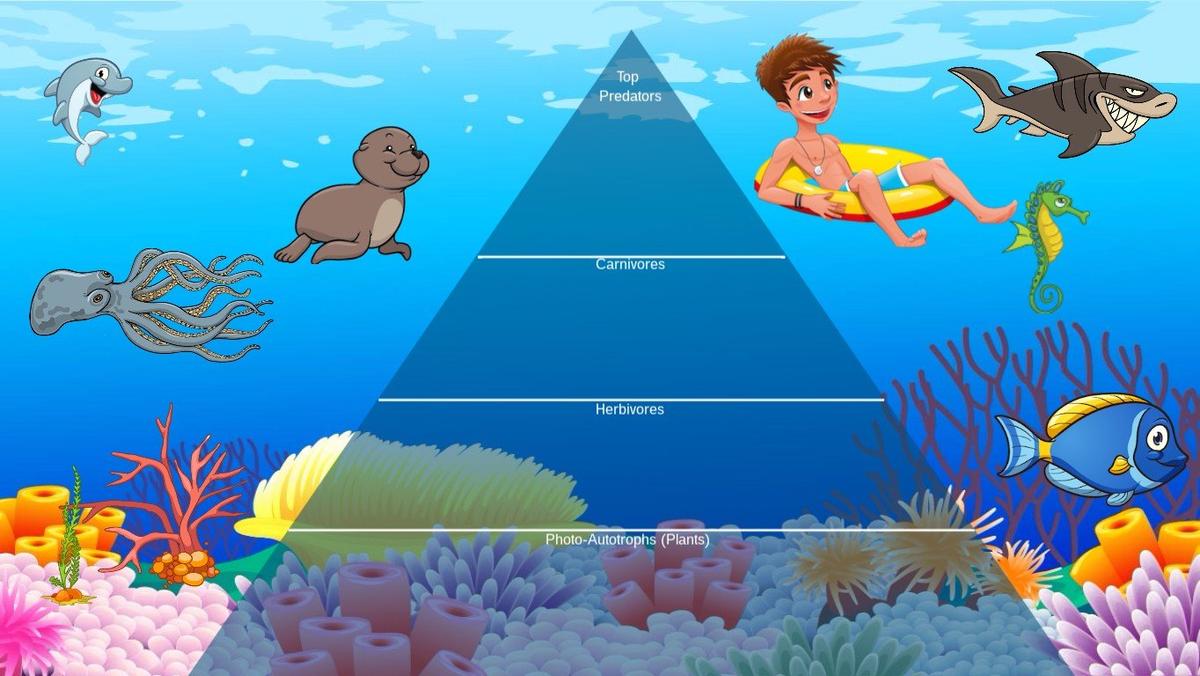 Ocean Ecological Pyramid - TEMPLATE