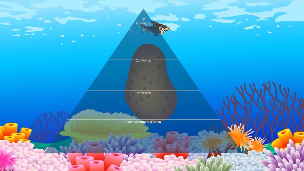 Ocean Ecological Pyramid - TEMPLATE