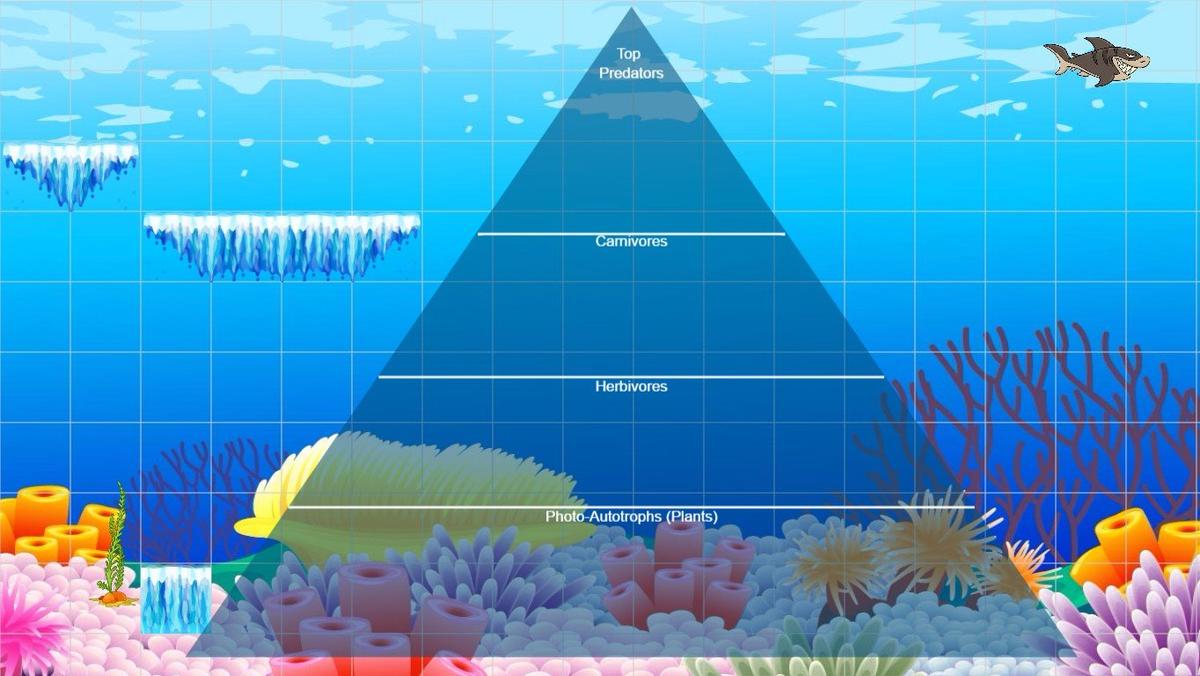 Ocean Ecological Pyramid - TEMPLATE