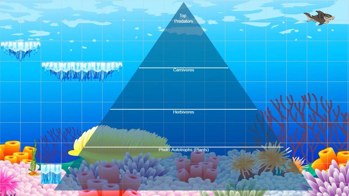 Ocean Ecological Pyramid - TEMPLATE