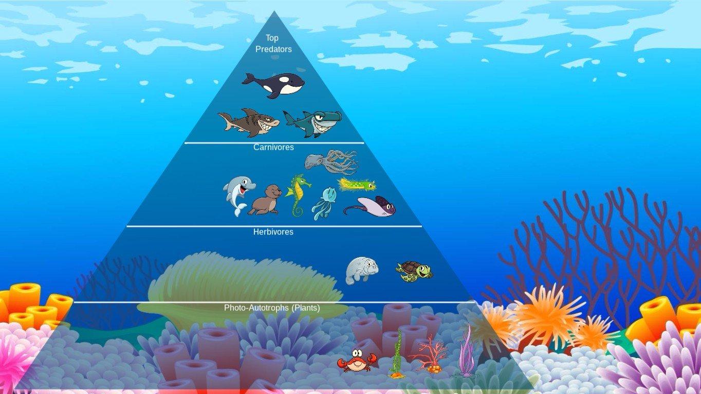 Ocean Ecological Pyramid - TEMPLATE