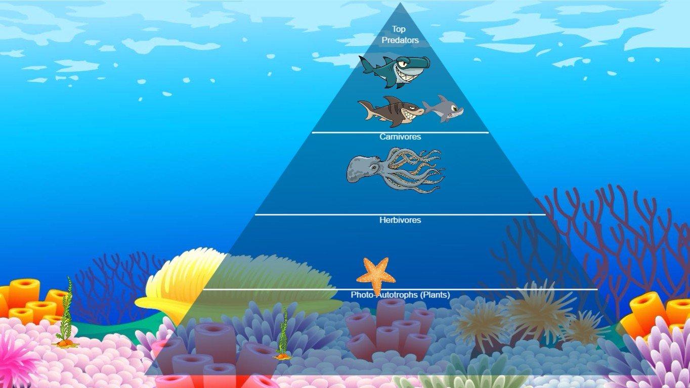 Ocean Ecological Pyramid - TEMPLATE