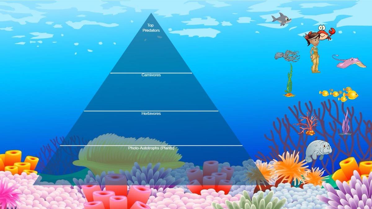 Ocean Ecological Pyramid - TEMPLATE