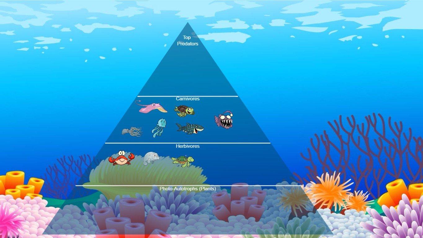 Ocean Ecological Pyramid - TEMPLATE