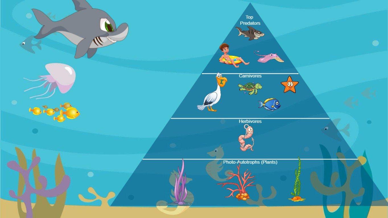 Ocean Ecological Pyramid - TEMPLATE