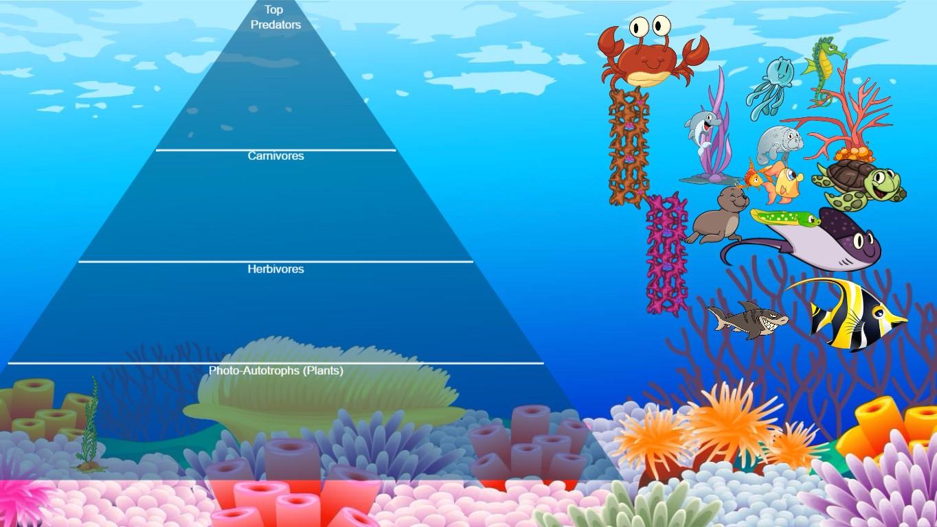 Ocean Ecological Pyramid - TEMPLATE