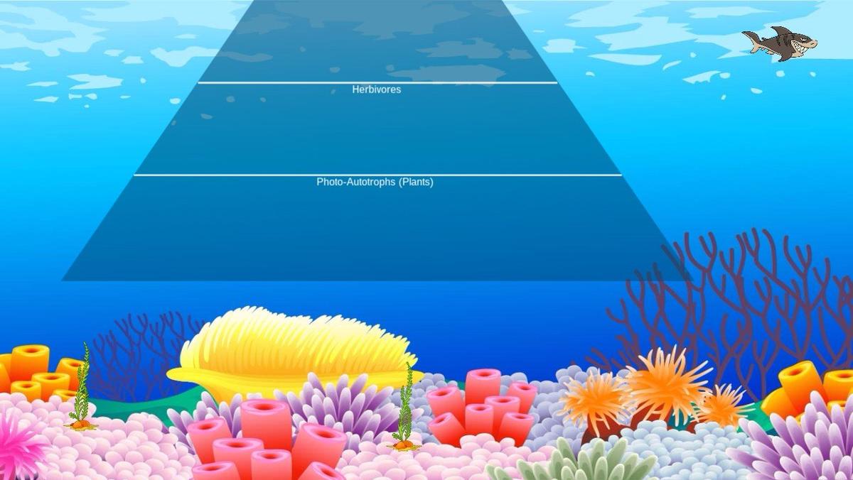 Ocean Ecological Pyramid - TEMPLATE