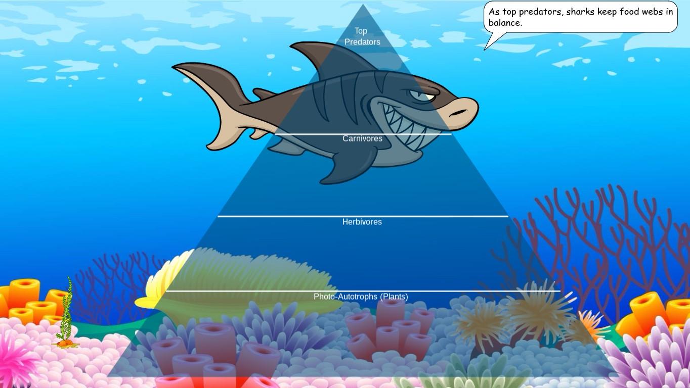 Ocean Ecological Pyramid - TEMPLATE