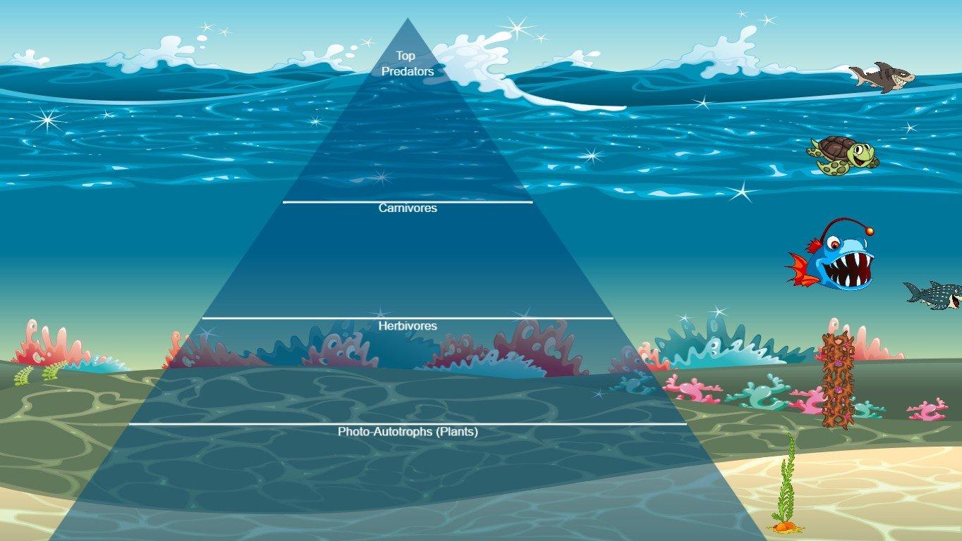 Ocean Ecological Pyramid - TEMPLATE