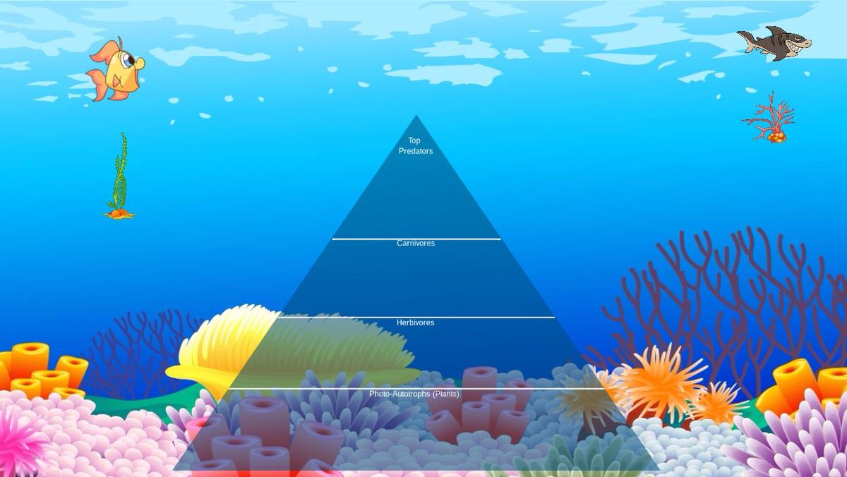 Ocean Ecological Pyramid - TEMPLATE