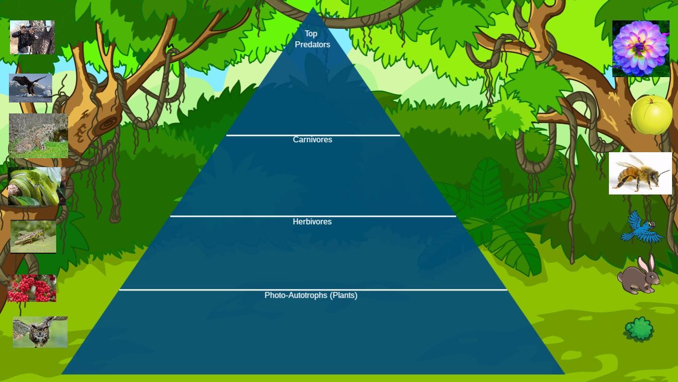 Ocean Ecological Pyramid - TEMPLATE