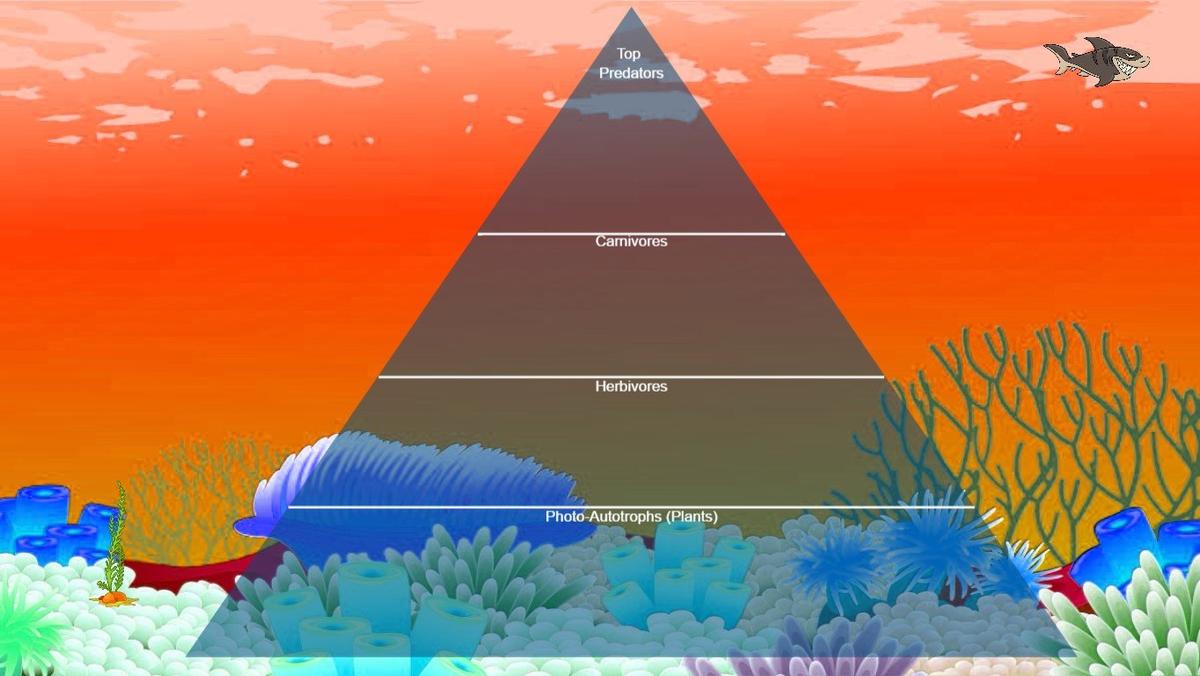 Ocean Ecological Pyramid - TEMPLATE