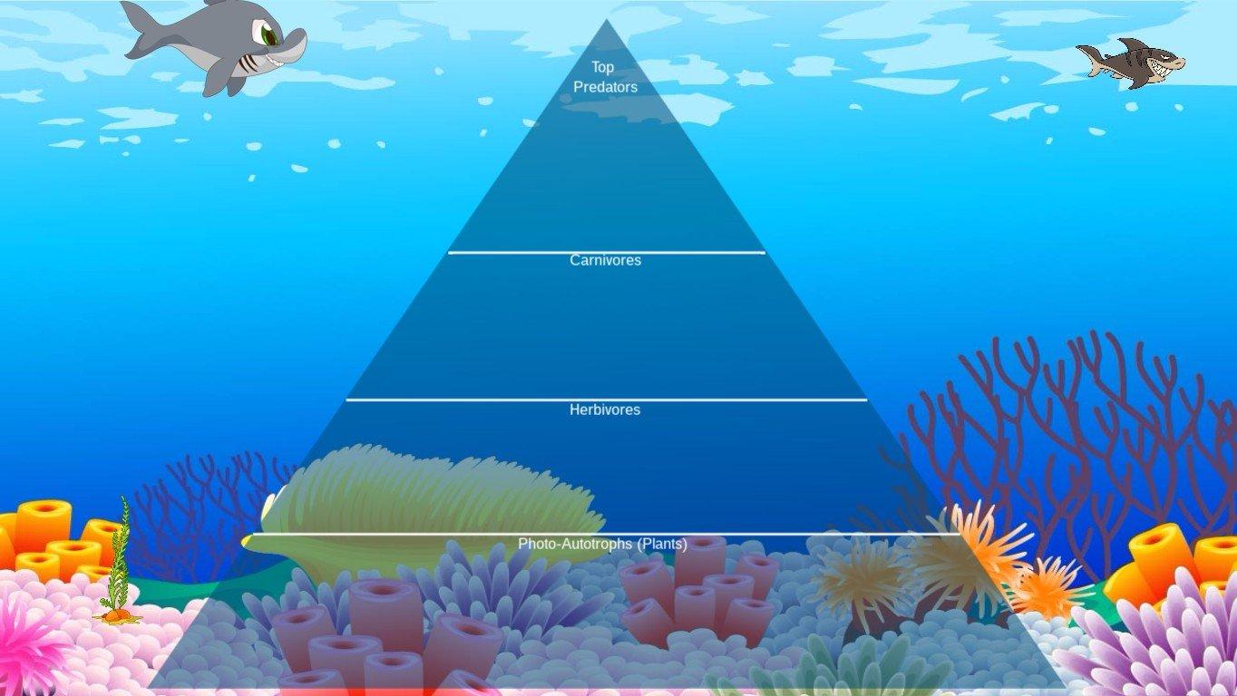 Ocean Ecological Pyramid - TEMPLATE