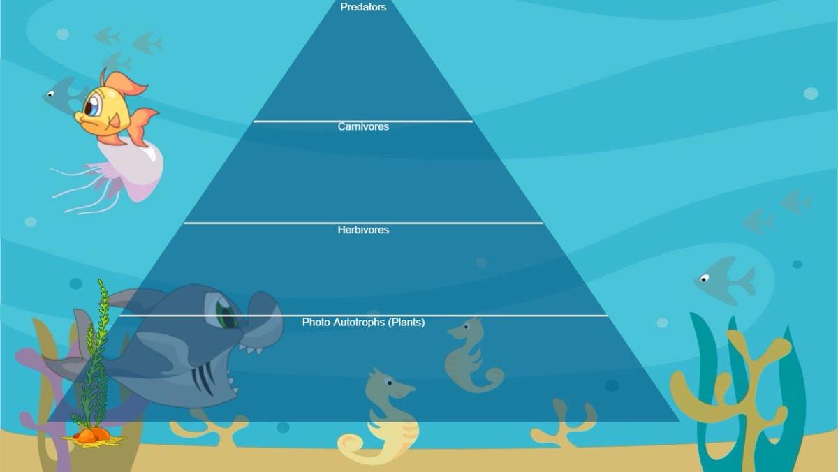 Ocean Ecological Pyramid - TEMPLATE