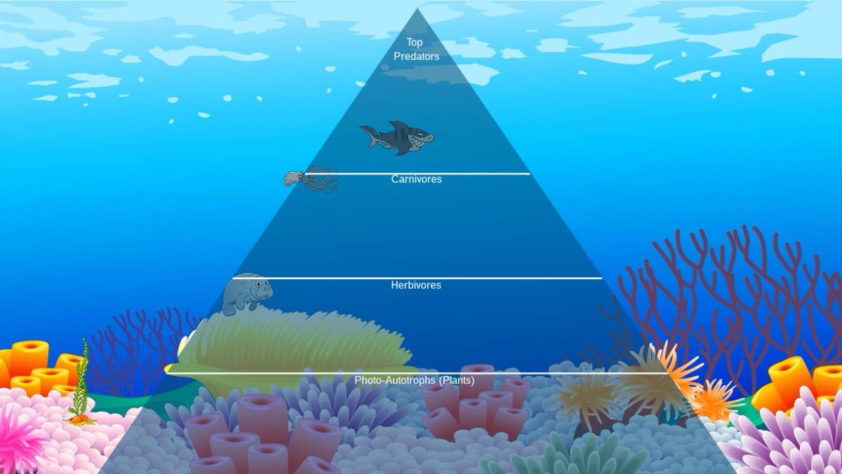 Ocean Ecological Pyramid - TEMPLATE