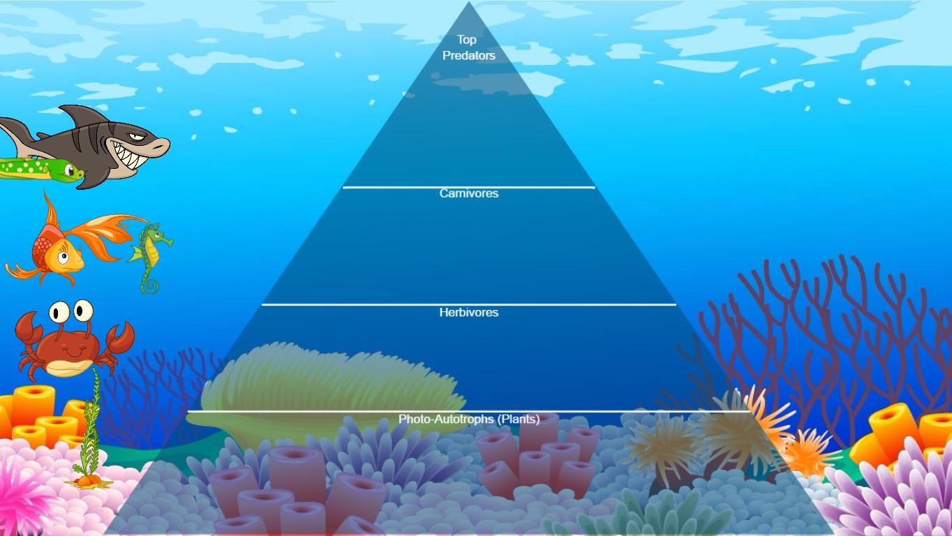 Ocean Ecological Pyramid - TEMPLATE