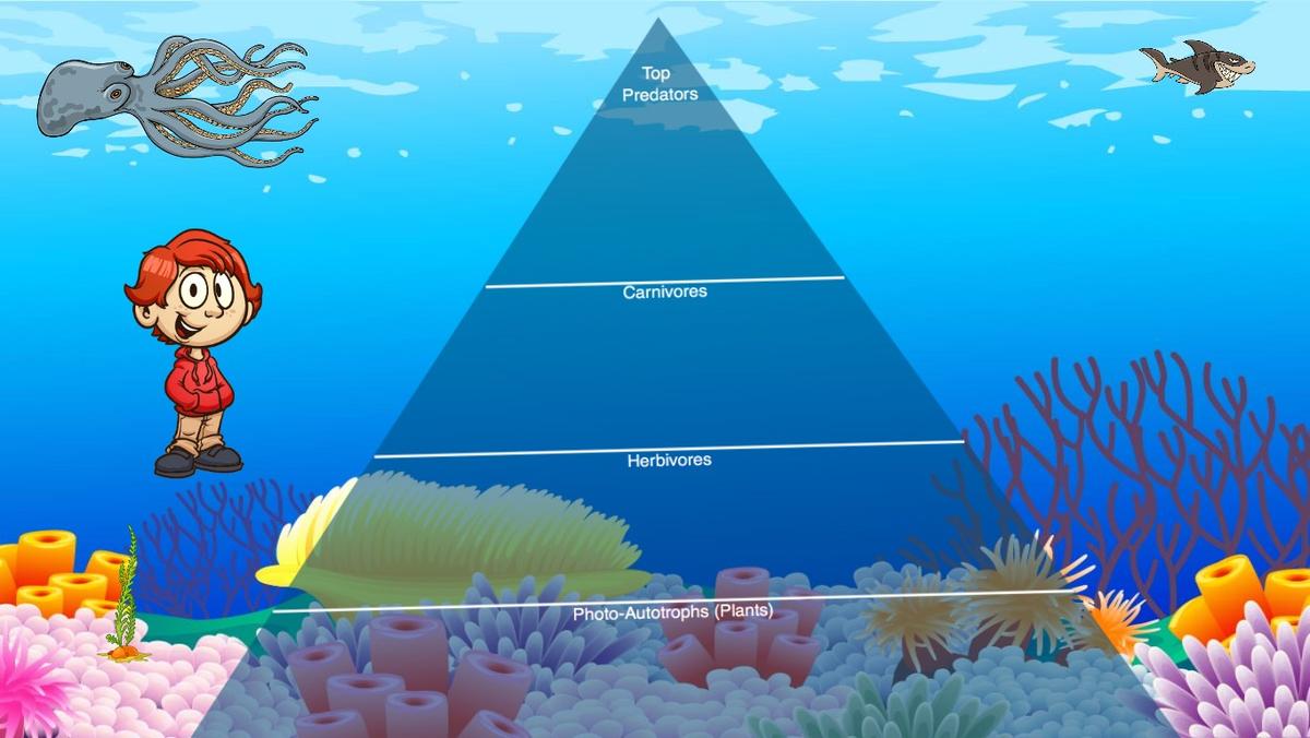 Ocean Ecological Pyramid - TEMPLATE