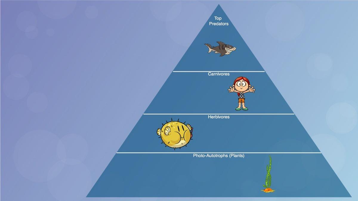 Ocean Ecological Pyramid - TEMPLATE