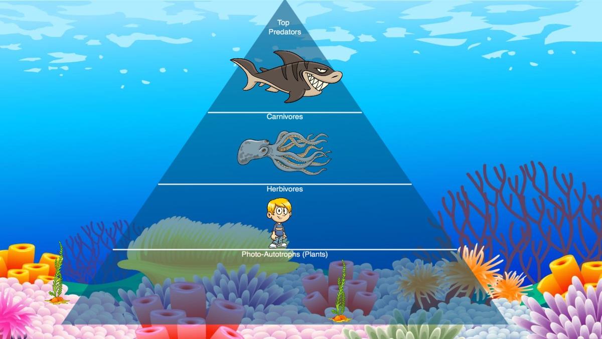 Ocean Ecological Pyramid - TEMPLATE