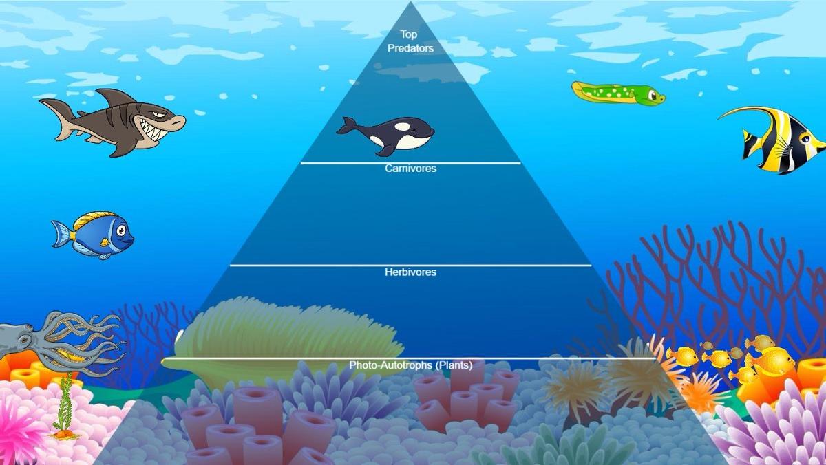 Ocean Ecological Pyramid - TEMPLATE