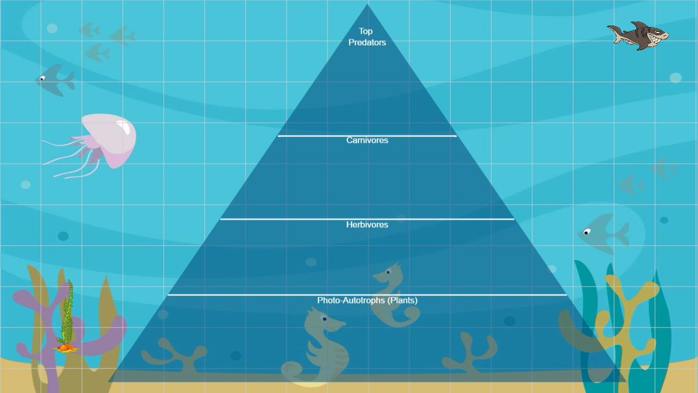 Ocean Ecological Pyramid - TEMPLATE