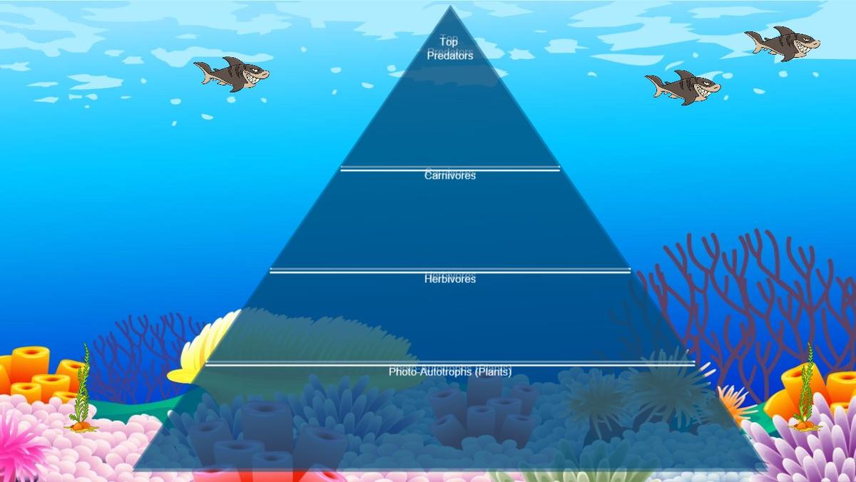 Ocean Ecological Pyramid - TEMPLATE