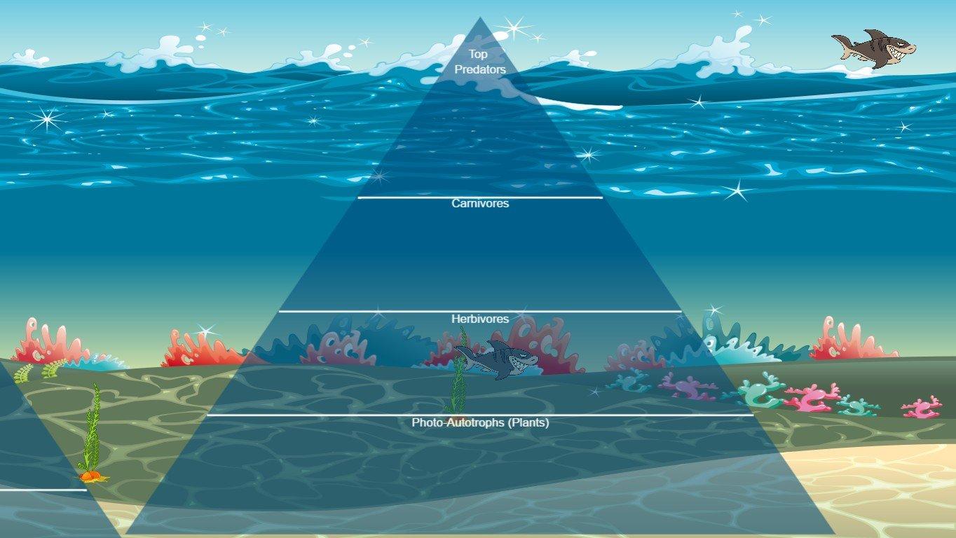 Ocean Ecological Pyramid - TEMPLATE