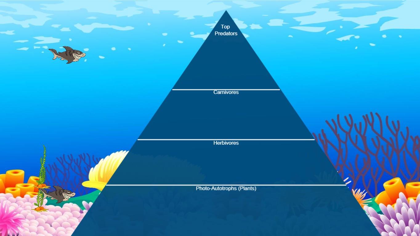 Ocean Ecological Pyramid - TEMPLATE