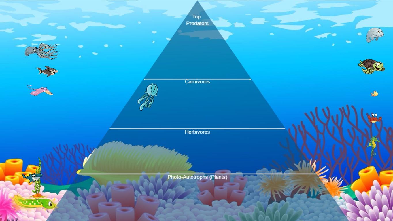 Ocean Ecological Pyramid - TEMPLATE