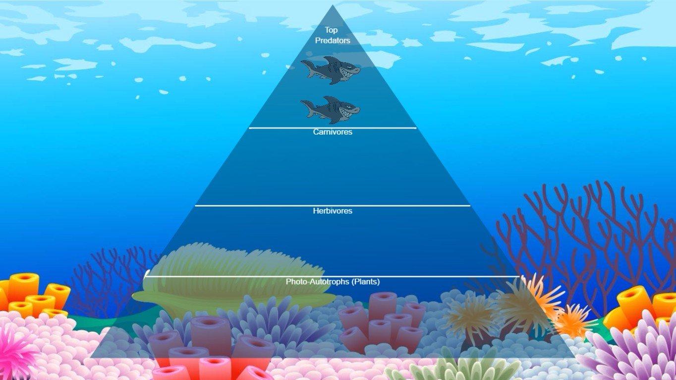 Ocean Ecological Pyramid - TEMPLATE