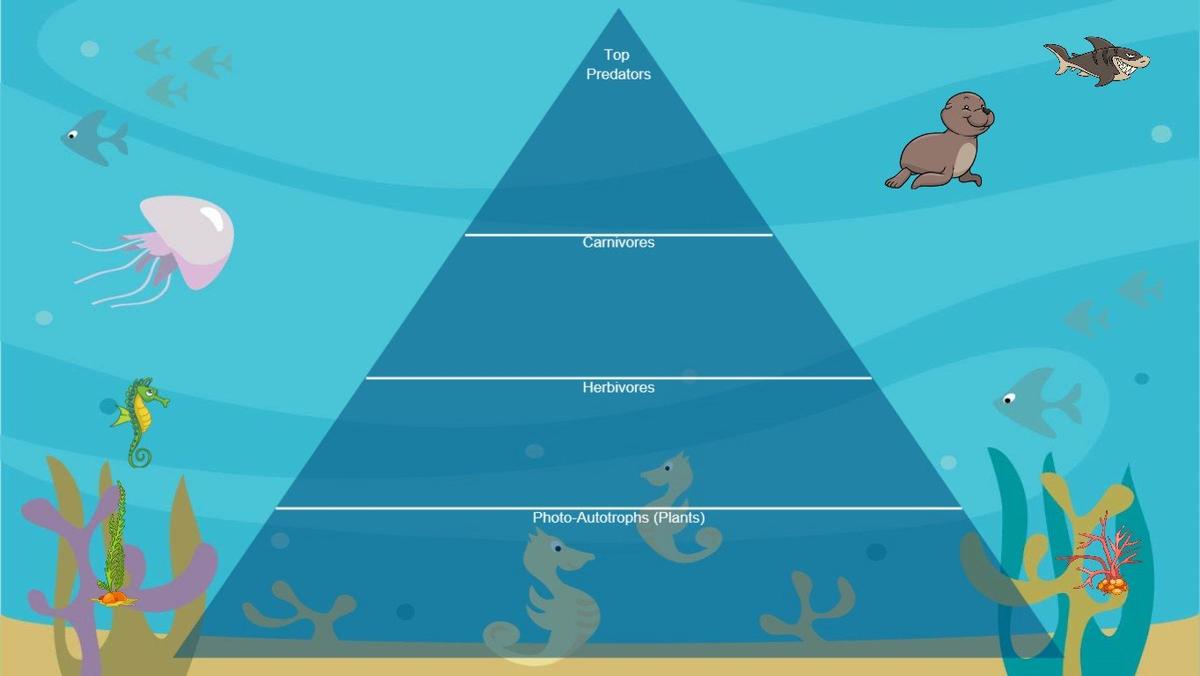 Ocean Ecological Pyramid - TEMPLATE