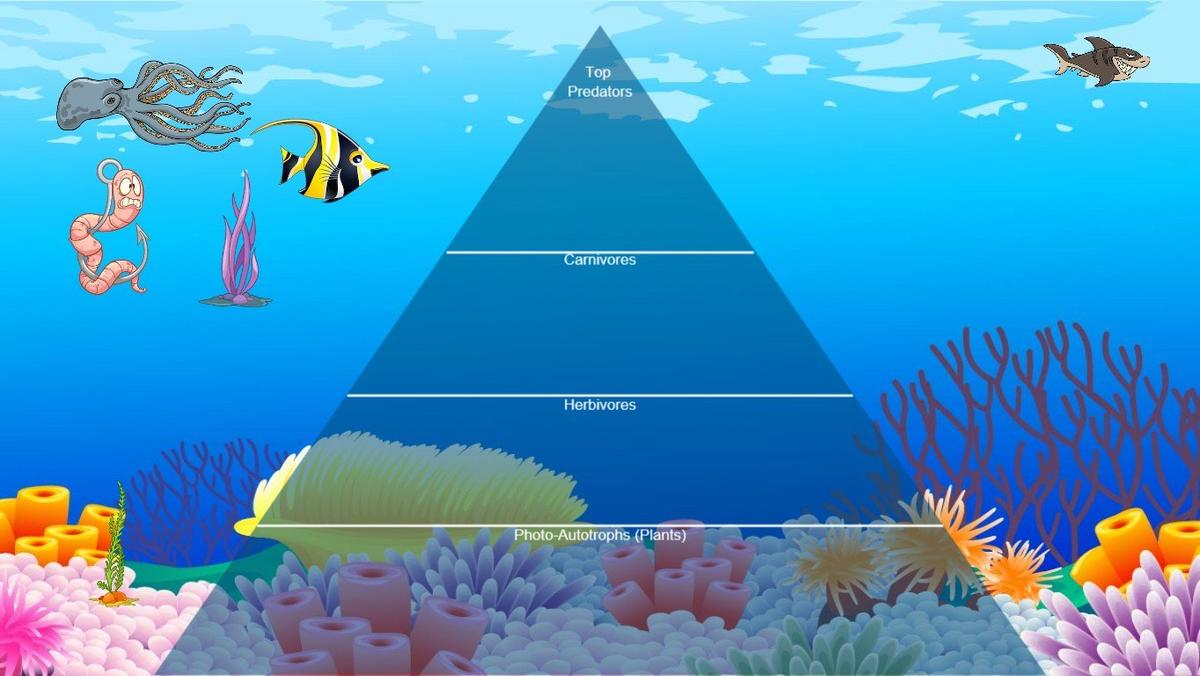 Ocean Ecological Pyramid - TEMPLATE