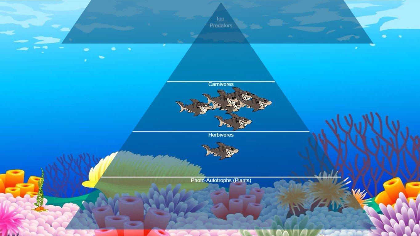 Ocean Ecological Pyramid - TEMPLATE