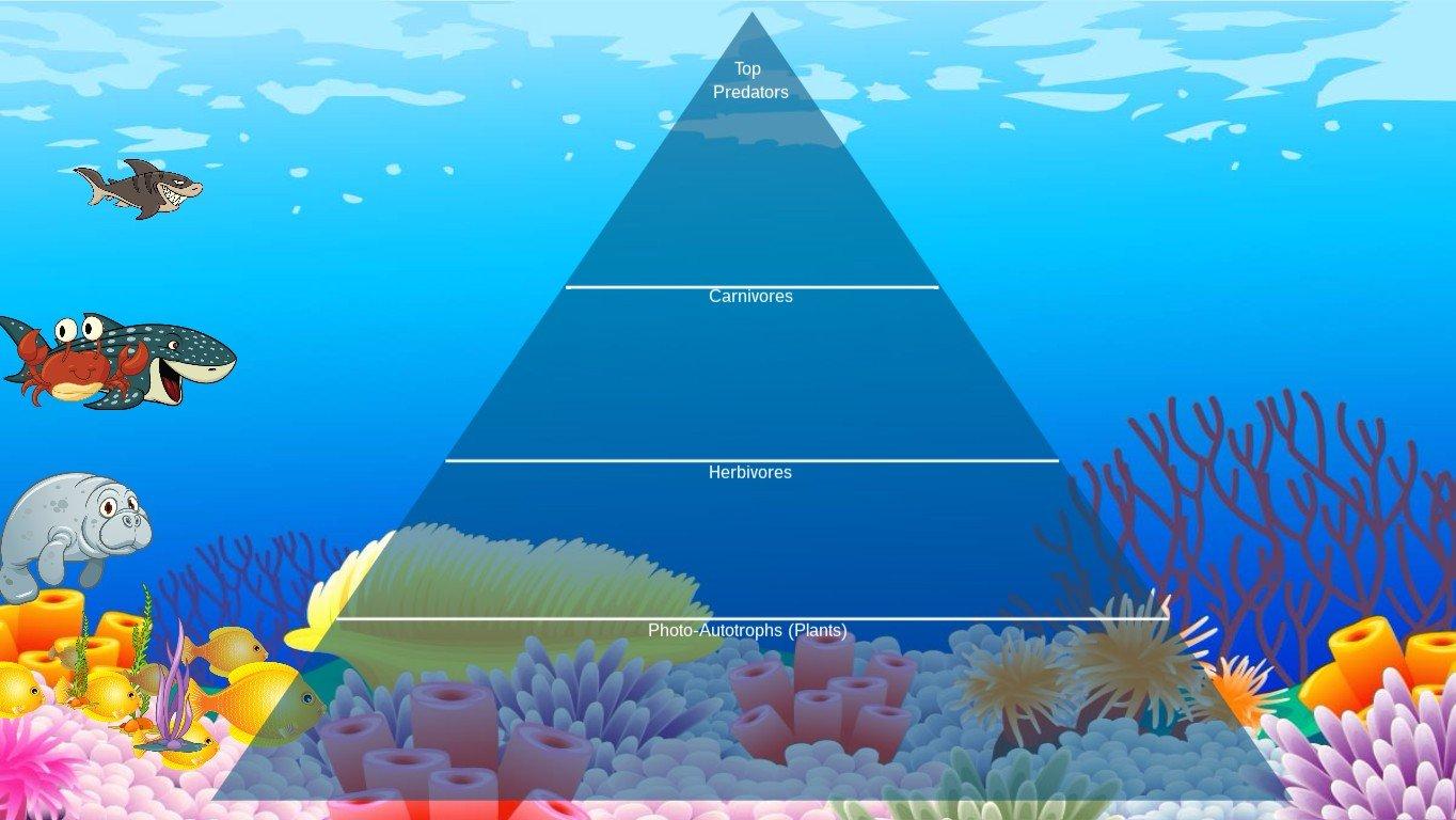 Ocean Ecological Pyramid - TEMPLATE