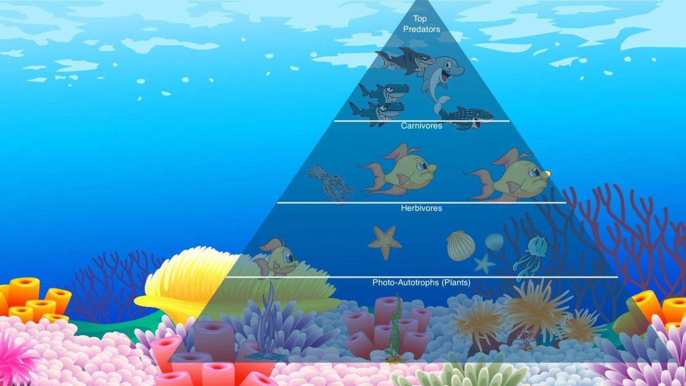 Ocean Ecological Pyramid - TEMPLATE