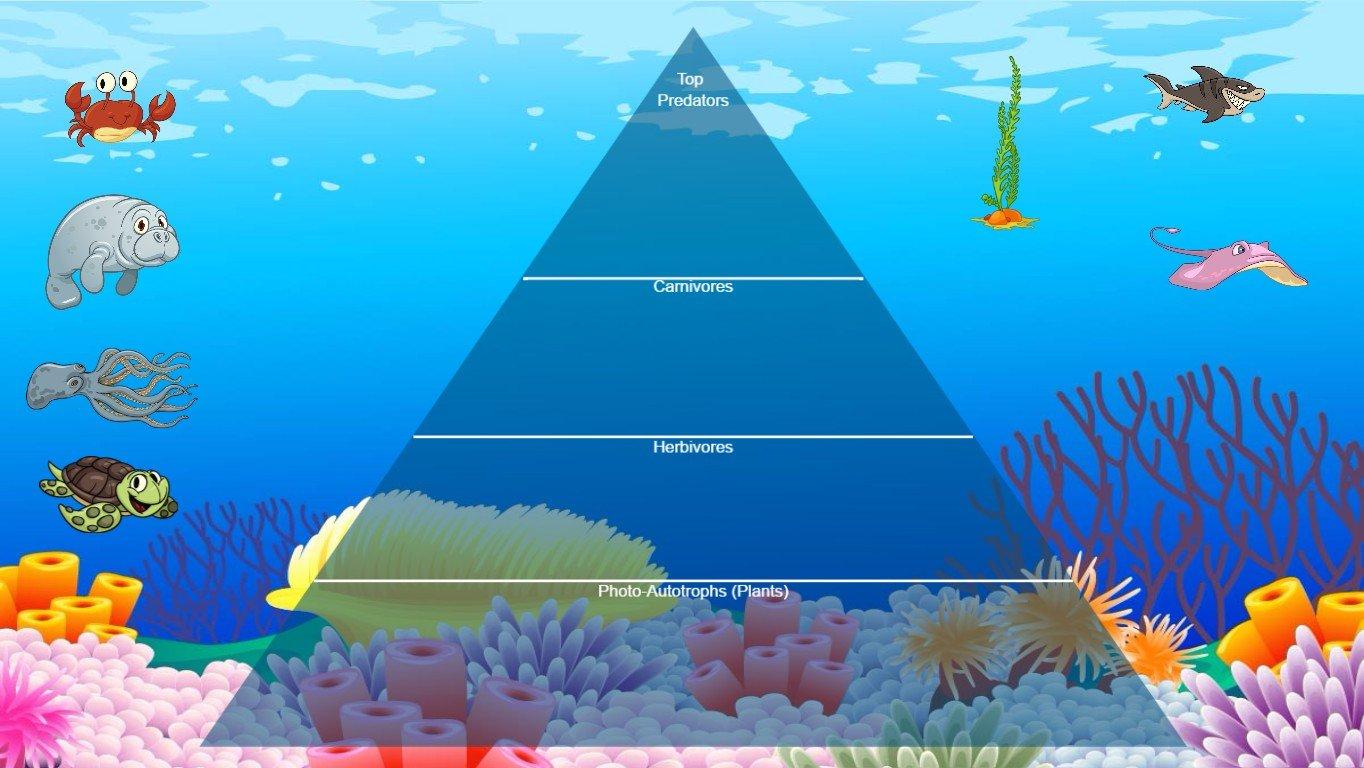 Ocean Ecological Pyramid - TEMPLATE