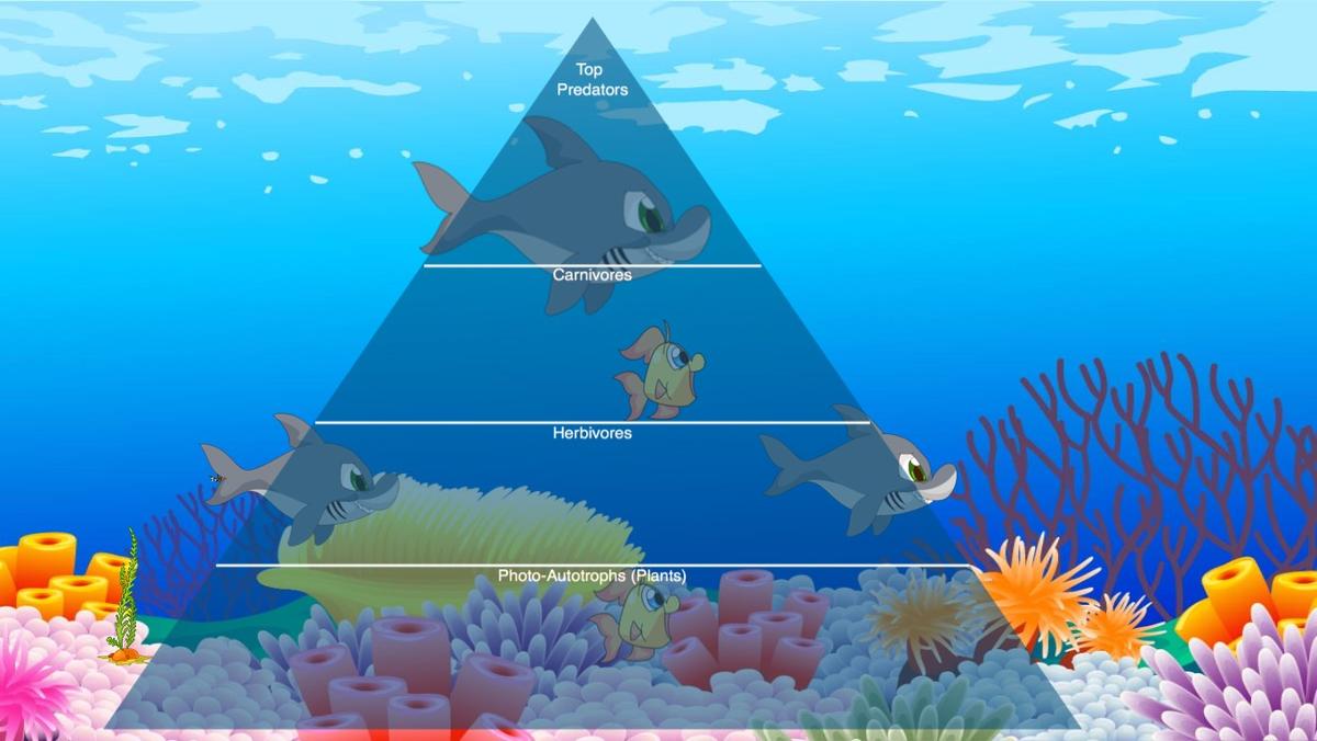 Ocean Ecological Pyramid - TEMPLATE