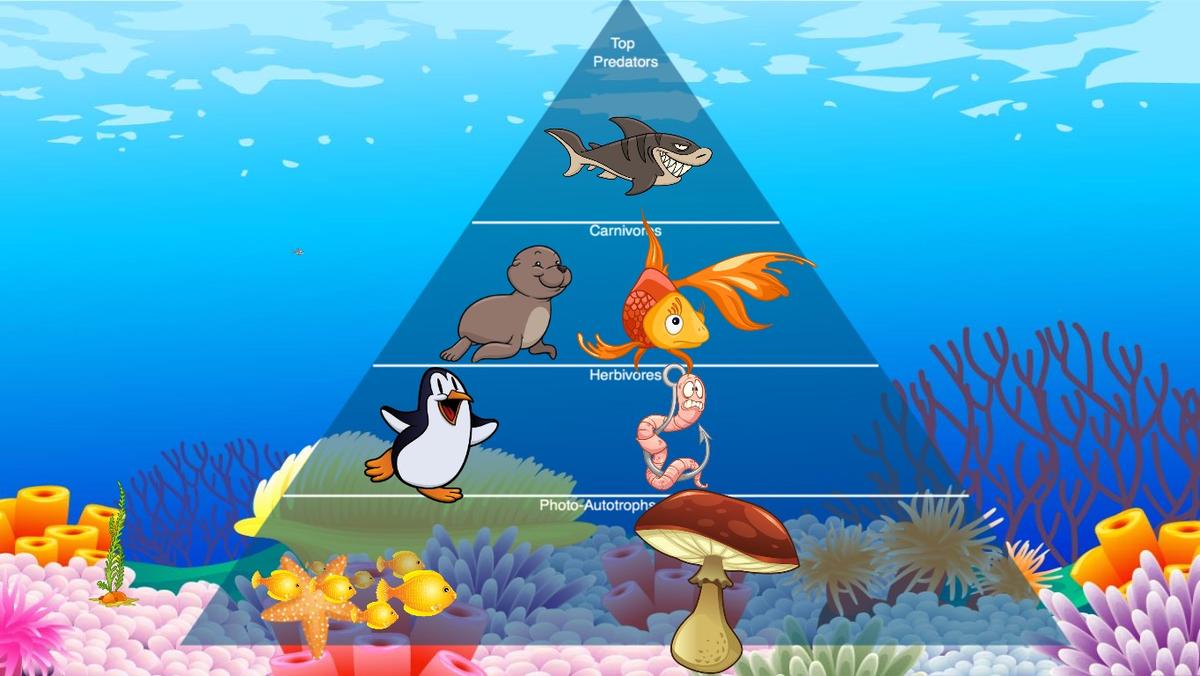 Ocean Ecological Pyramid - TEMPLATE