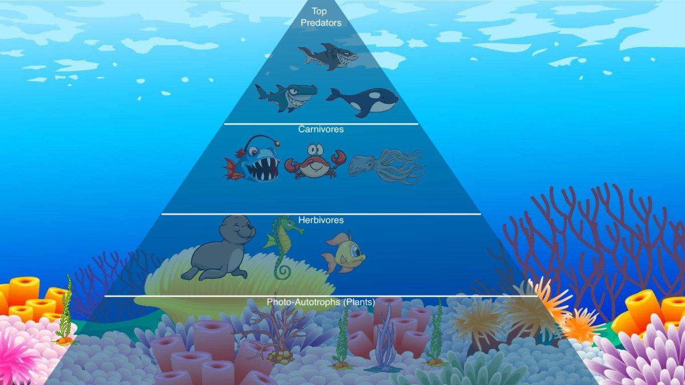 Ocean Ecological Pyramid - TEMPLATE