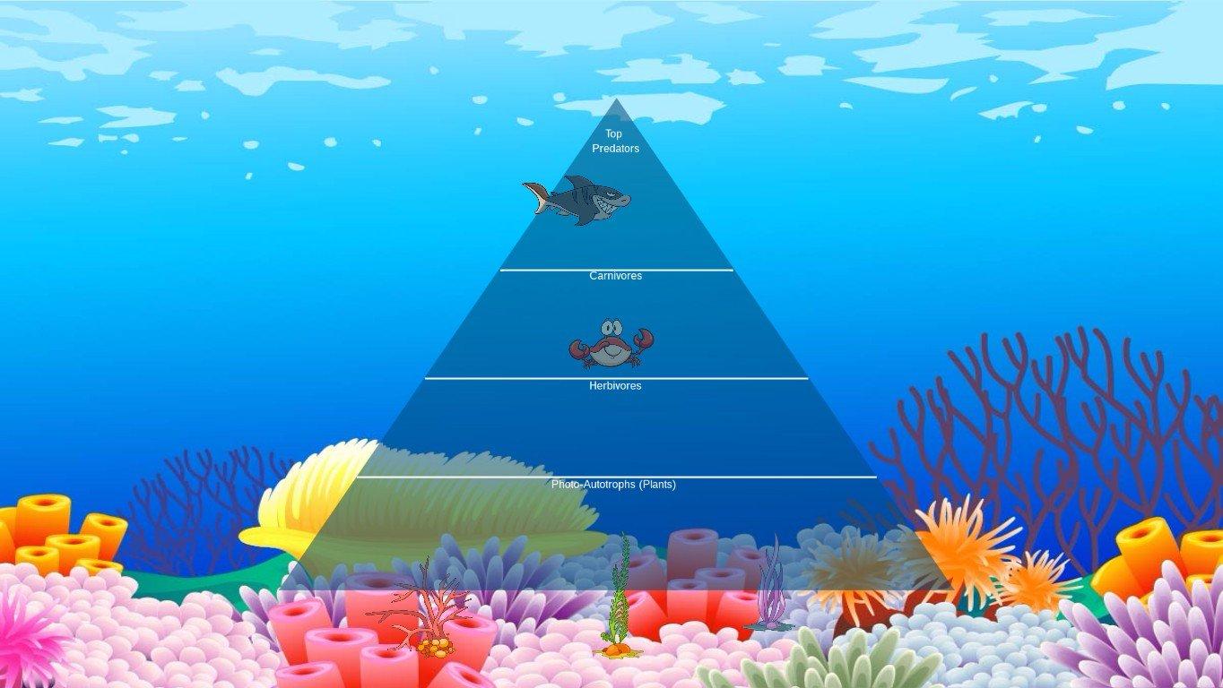 Ocean Ecological Pyramid - TEMPLATE