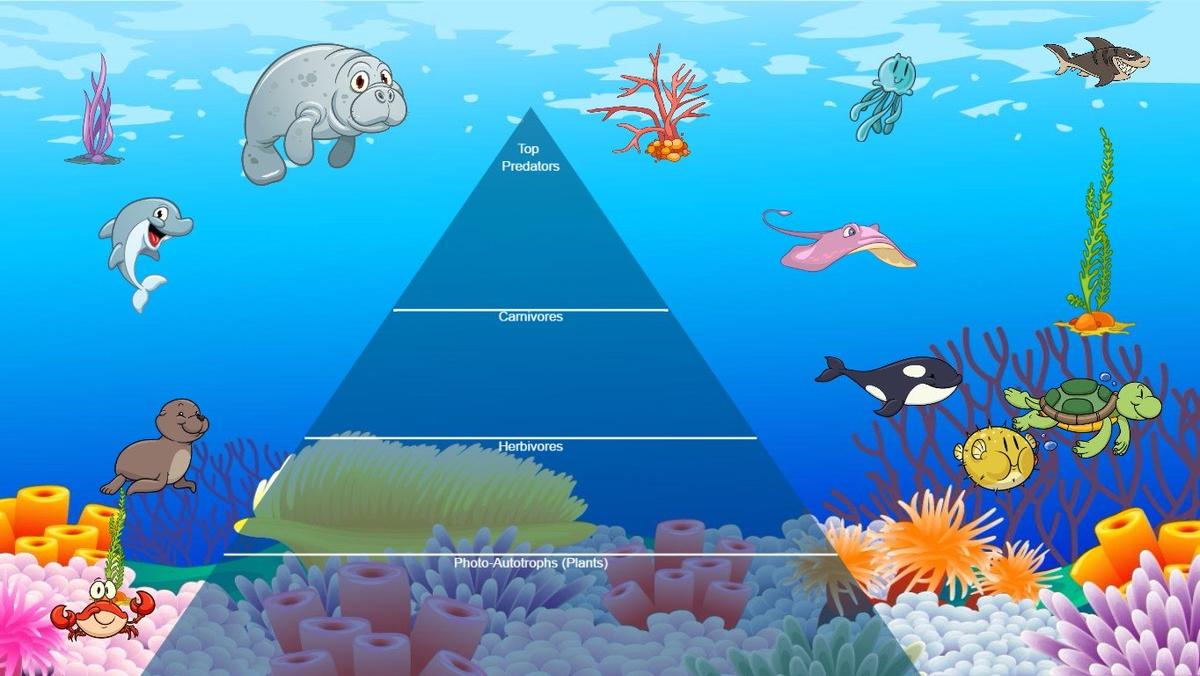 Ocean Ecological Pyramid - TEMPLATE