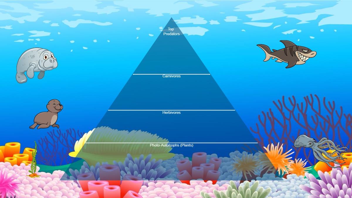 Ocean Ecological Pyramid - TEMPLATE