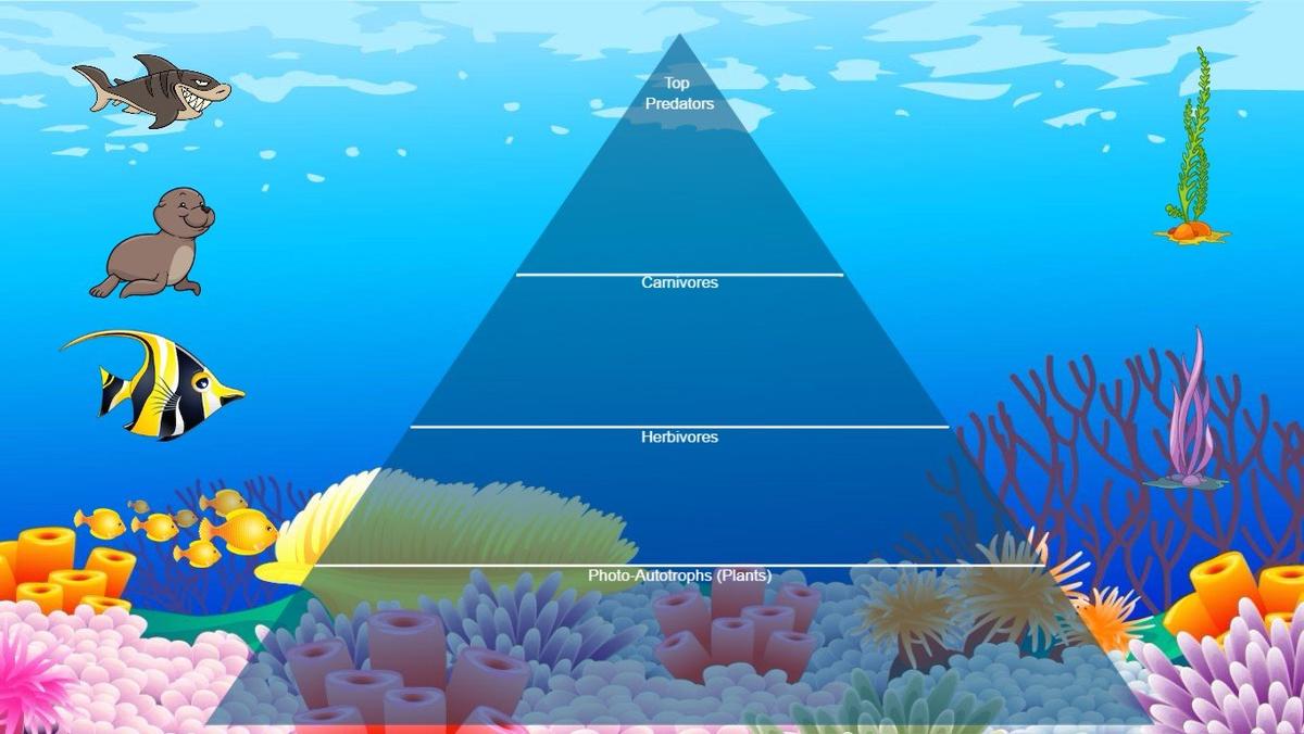 Ocean Ecological Pyramid - TEMPLATE