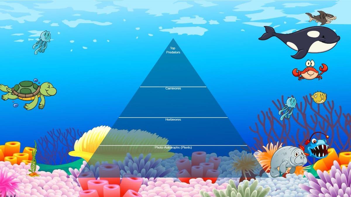 Ocean Ecological Pyramid - TEMPLATE