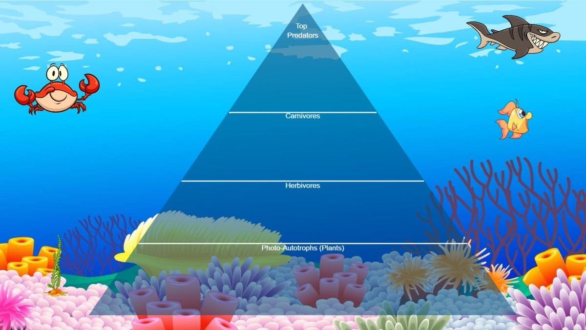 Ocean Ecological Pyramid - TEMPLATE