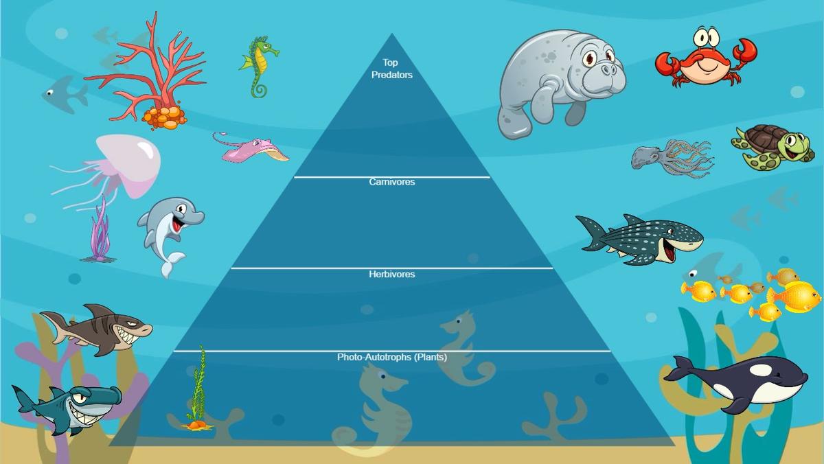 Ocean Ecological Pyramid - TEMPLATE