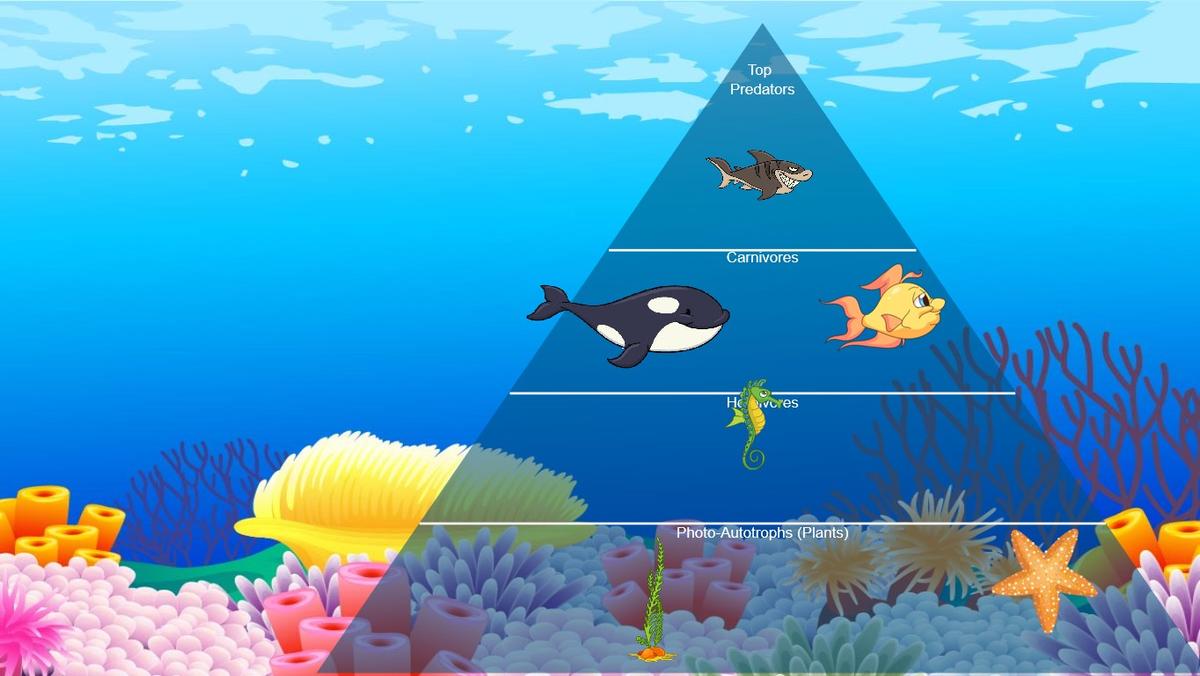 Ocean Ecological Pyramid - TEMPLATE