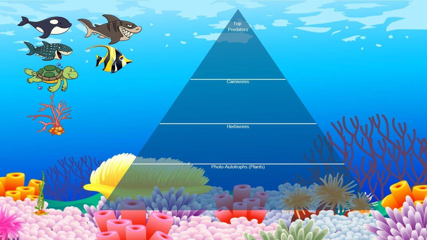 Ocean Ecological Pyramid - TEMPLATE