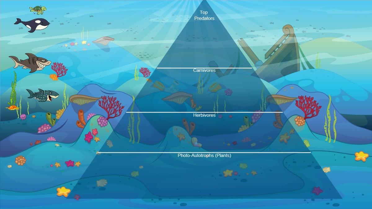 Ocean Ecological Pyramid - TEMPLATE